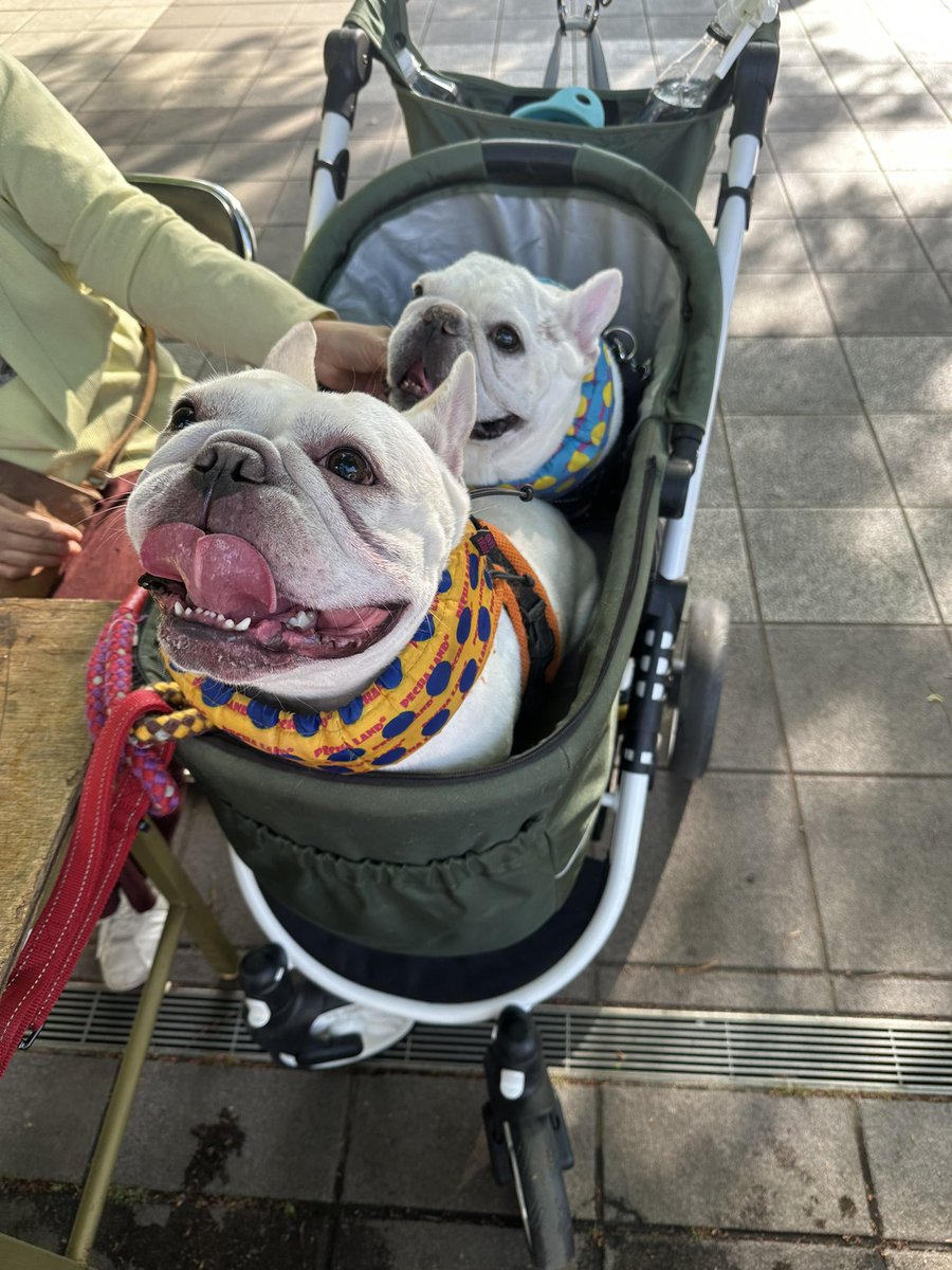 プレミアムビールとうまいもの祭り tweet media