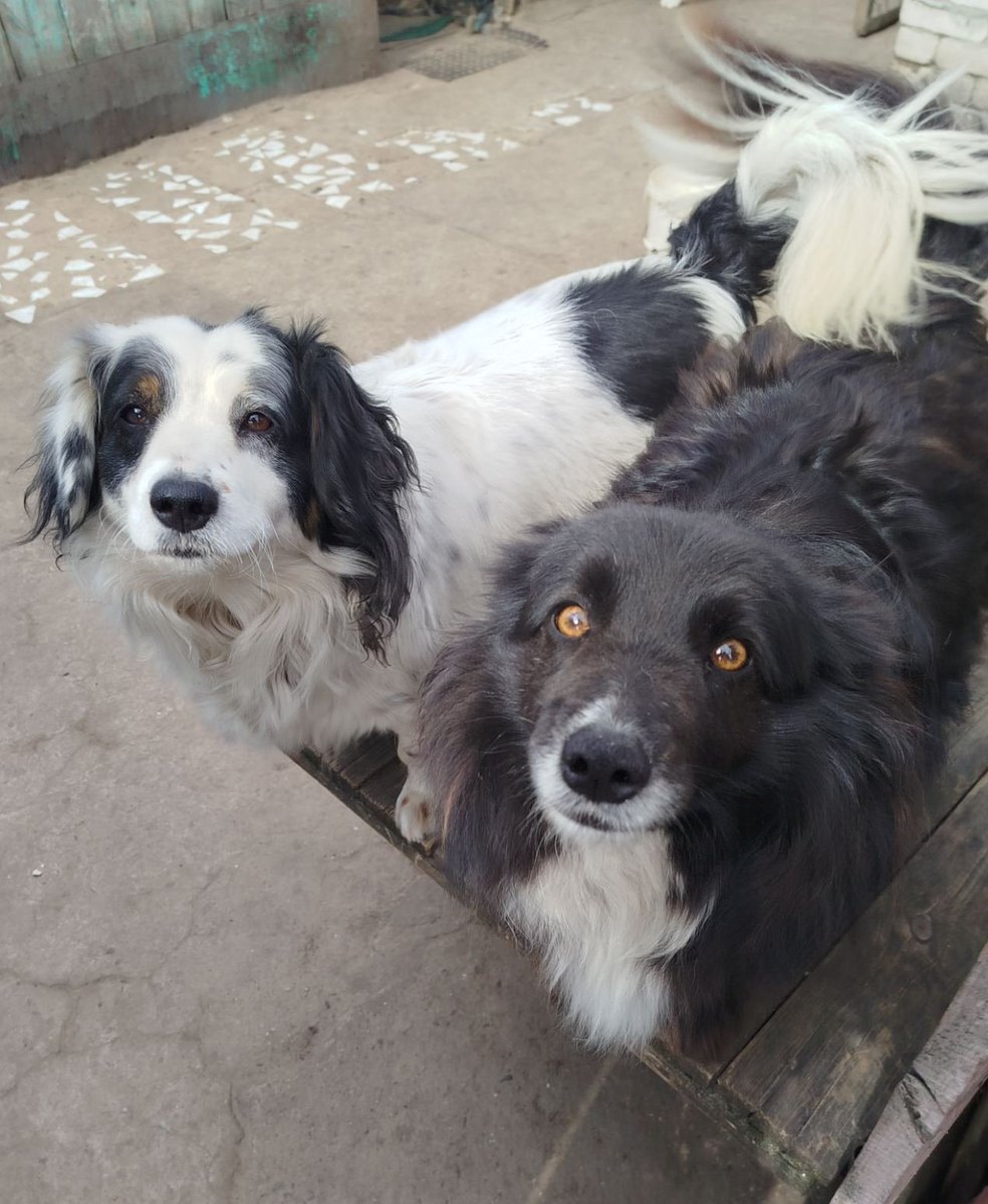 Кот Шурик из Беловежской пущи и его большая семья tweet media