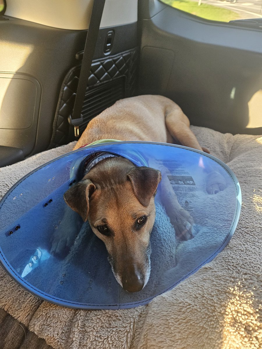 𝑺𝒎𝒂𝒓𝒕𝒂𝒔𝒔 𝑩𝒓𝒖𝒏𝒆𝒕𝒕𝒆™ 🇺🇸🇬🇧 tweet media