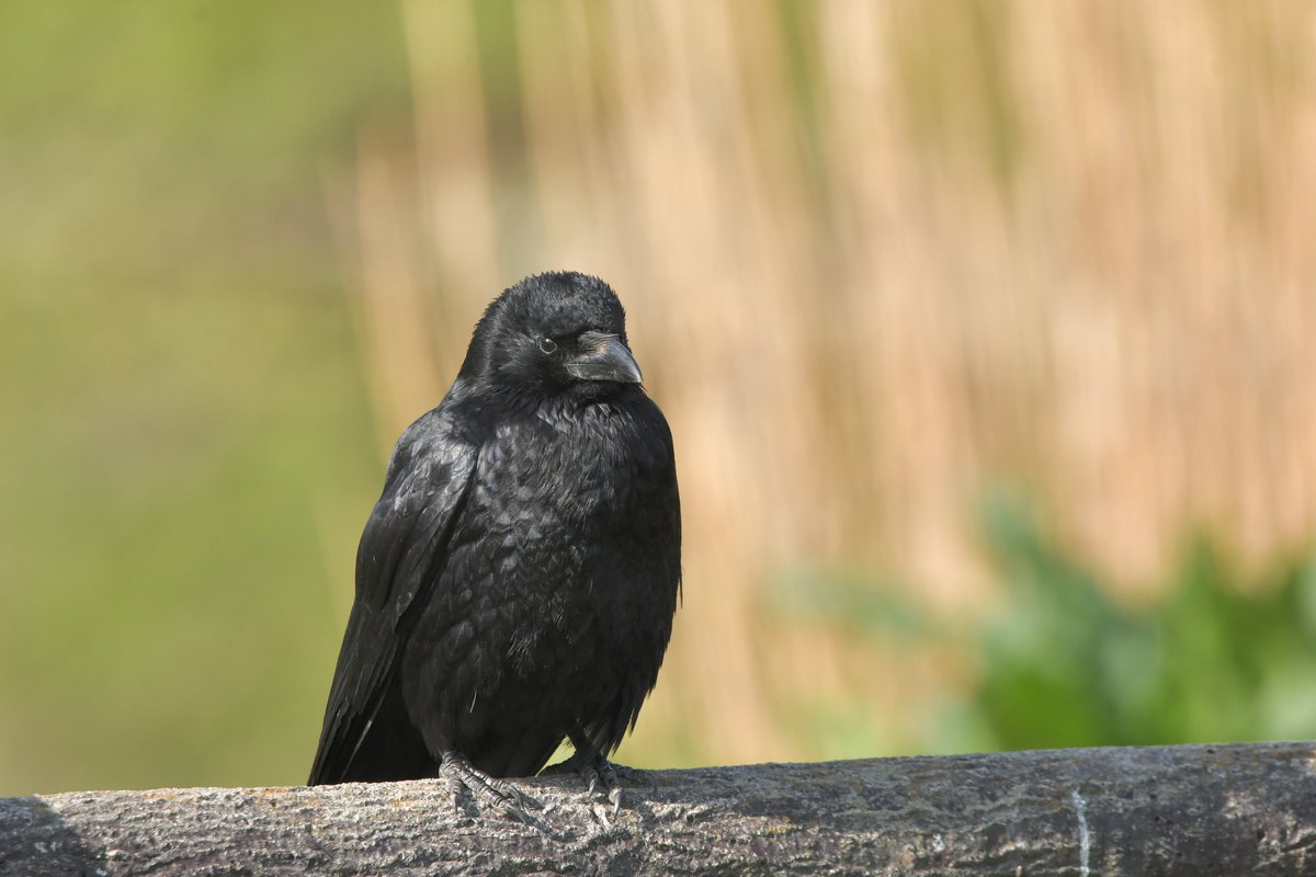 本日の鳥撮③
なんとも可愛らしい表情のカラスさん。。。

#ファインダー越しの私の世界 #写真好きな人と繋がりたい #野鳥写真 #カラス