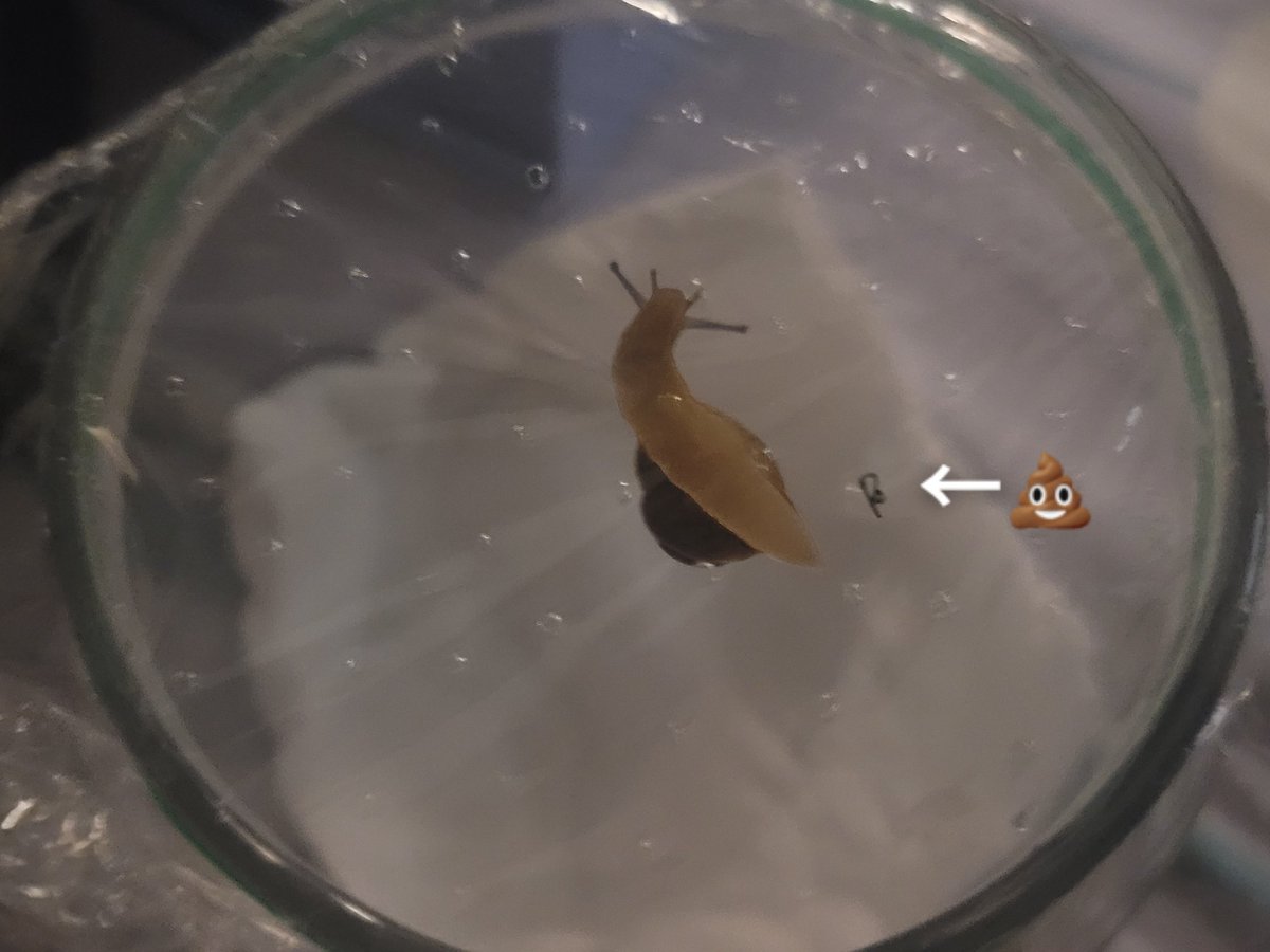 忧郁的翠色水母（考试断更版） tweet media