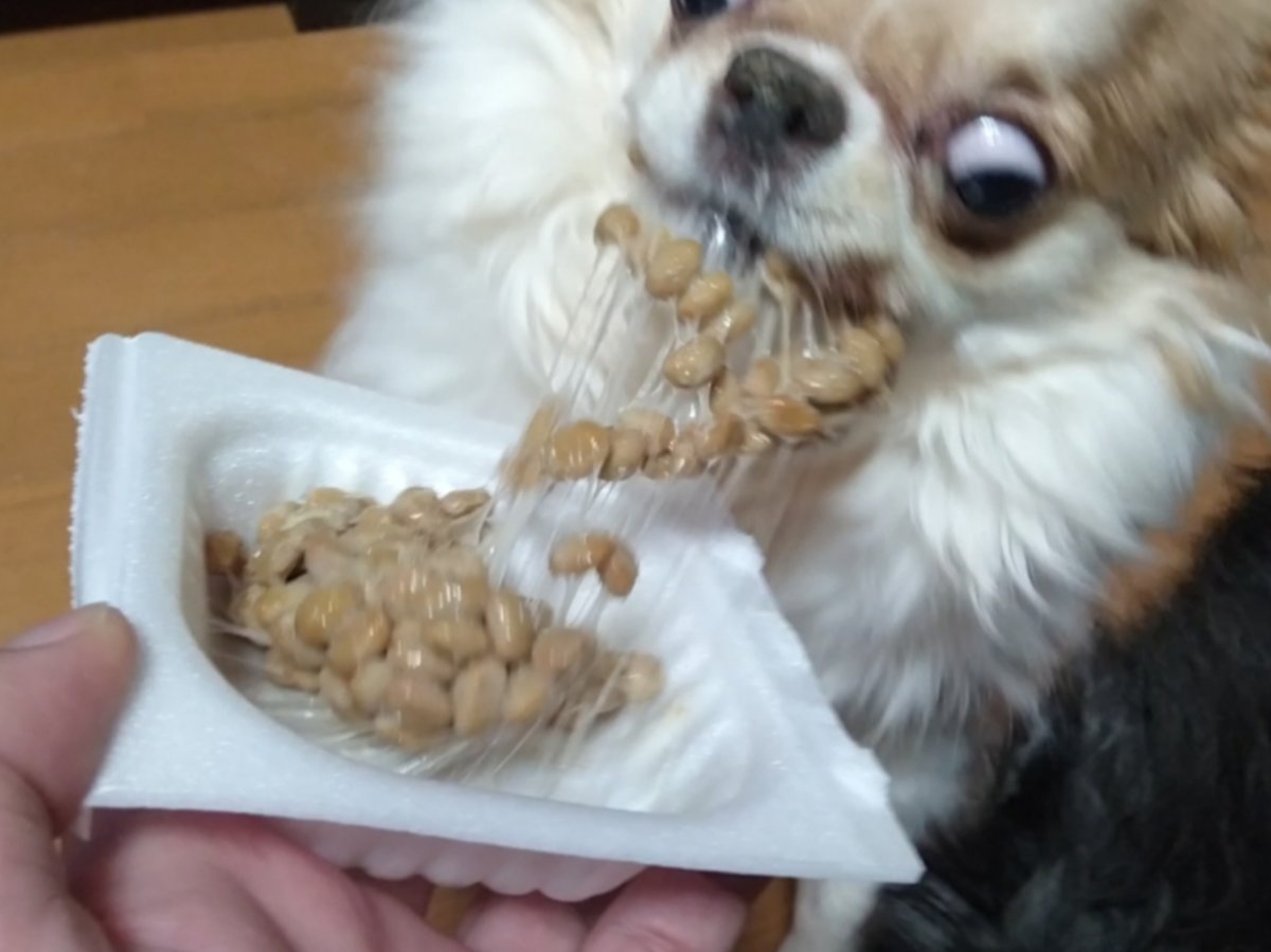 えちごやとちわわ tweet media