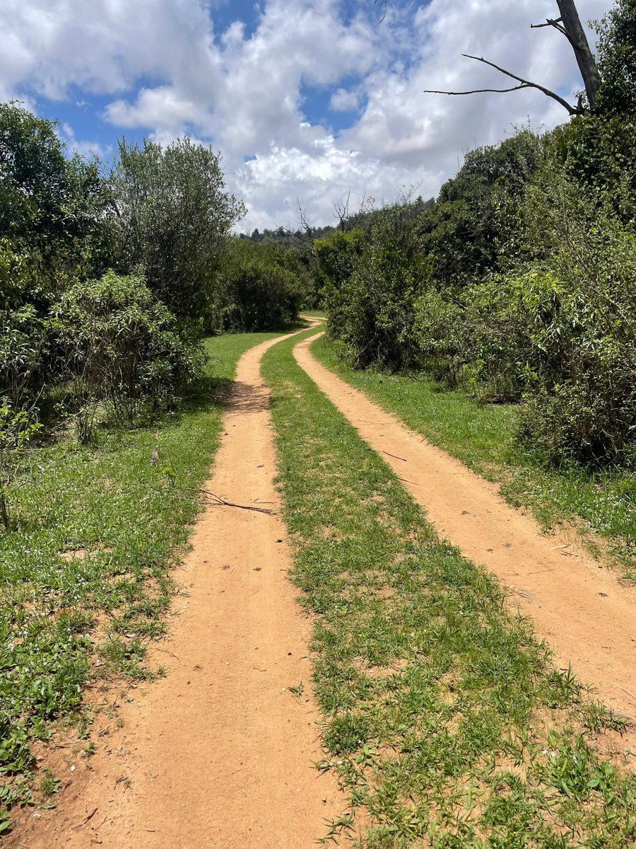 There’s something about walking through nature that resets everything…
Would you hike here? 

#MindfulLiving #NatureHeals #TakeAHike #NatureTherapy #Trailtime
📸 DavidMwaai
