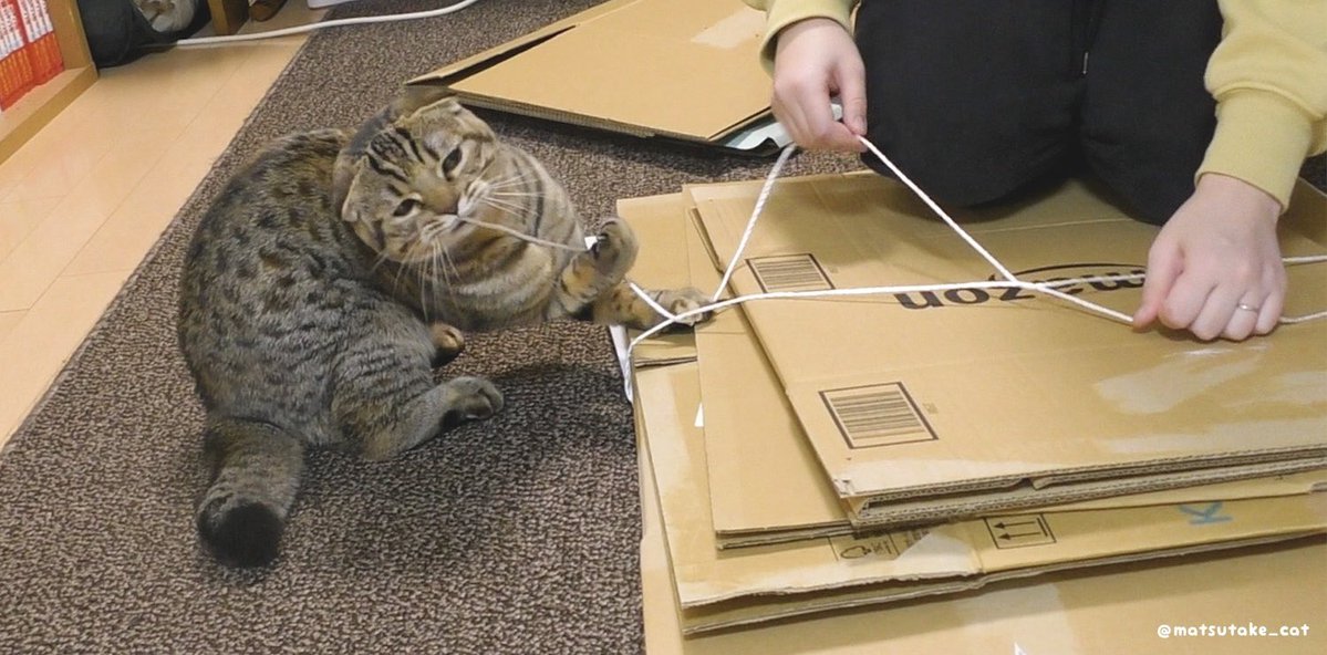 まつたけ tweet media