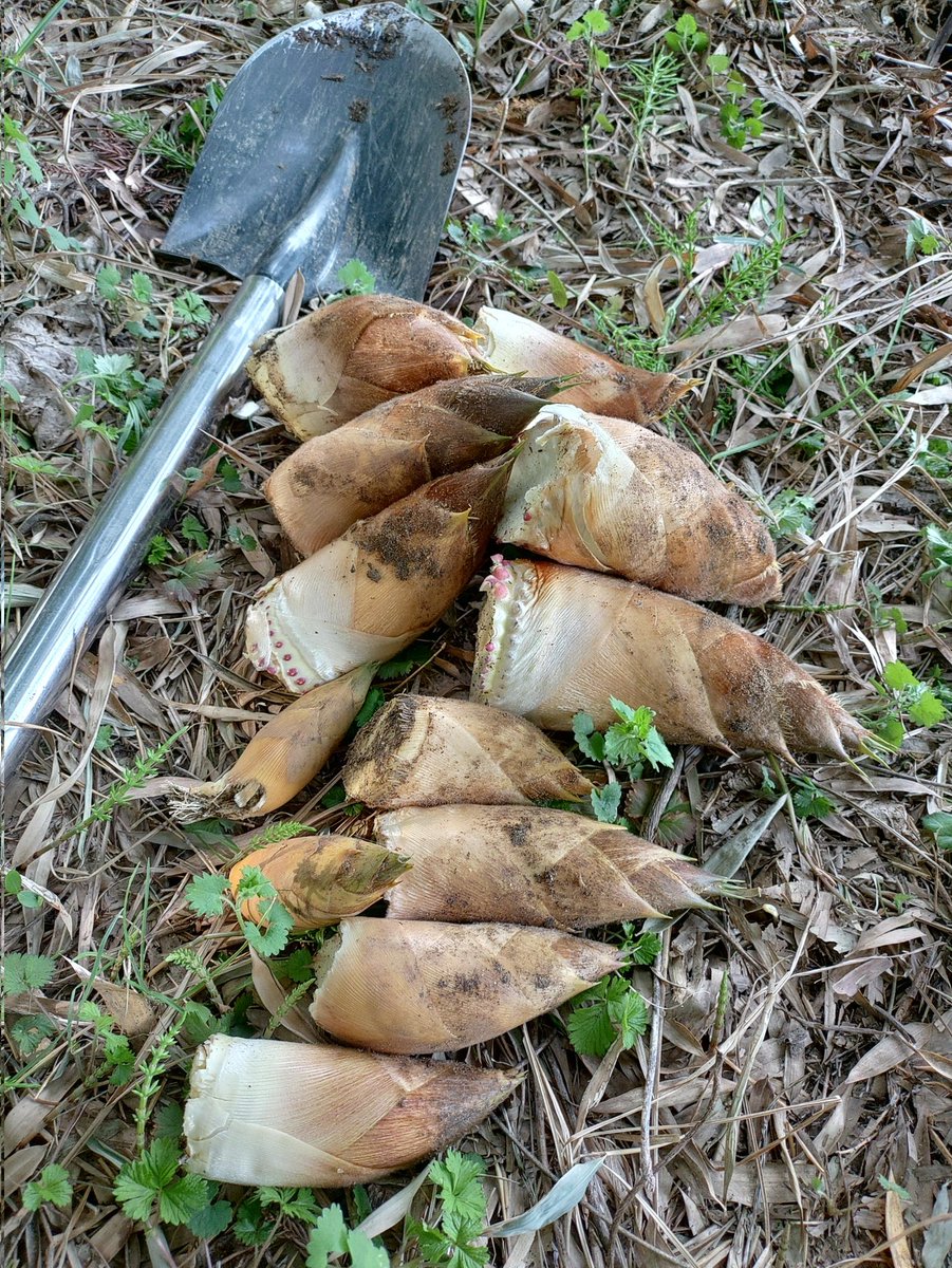 フレスクST tweet media