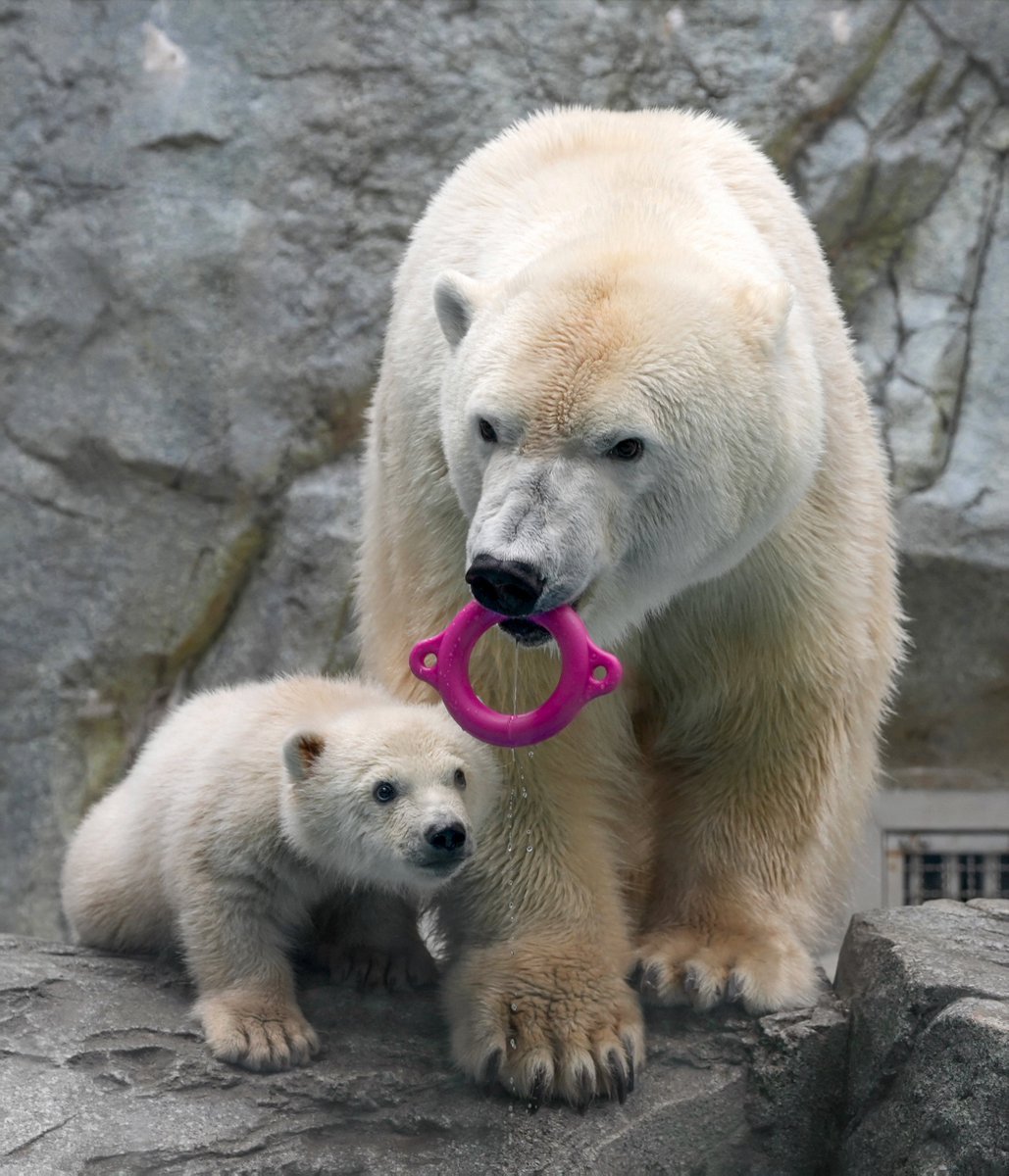 水にオモチャを落としてオロオロしている息子を、助けてあげる優しいモモお母さん
#ホッキョクグマ #男鹿水族館