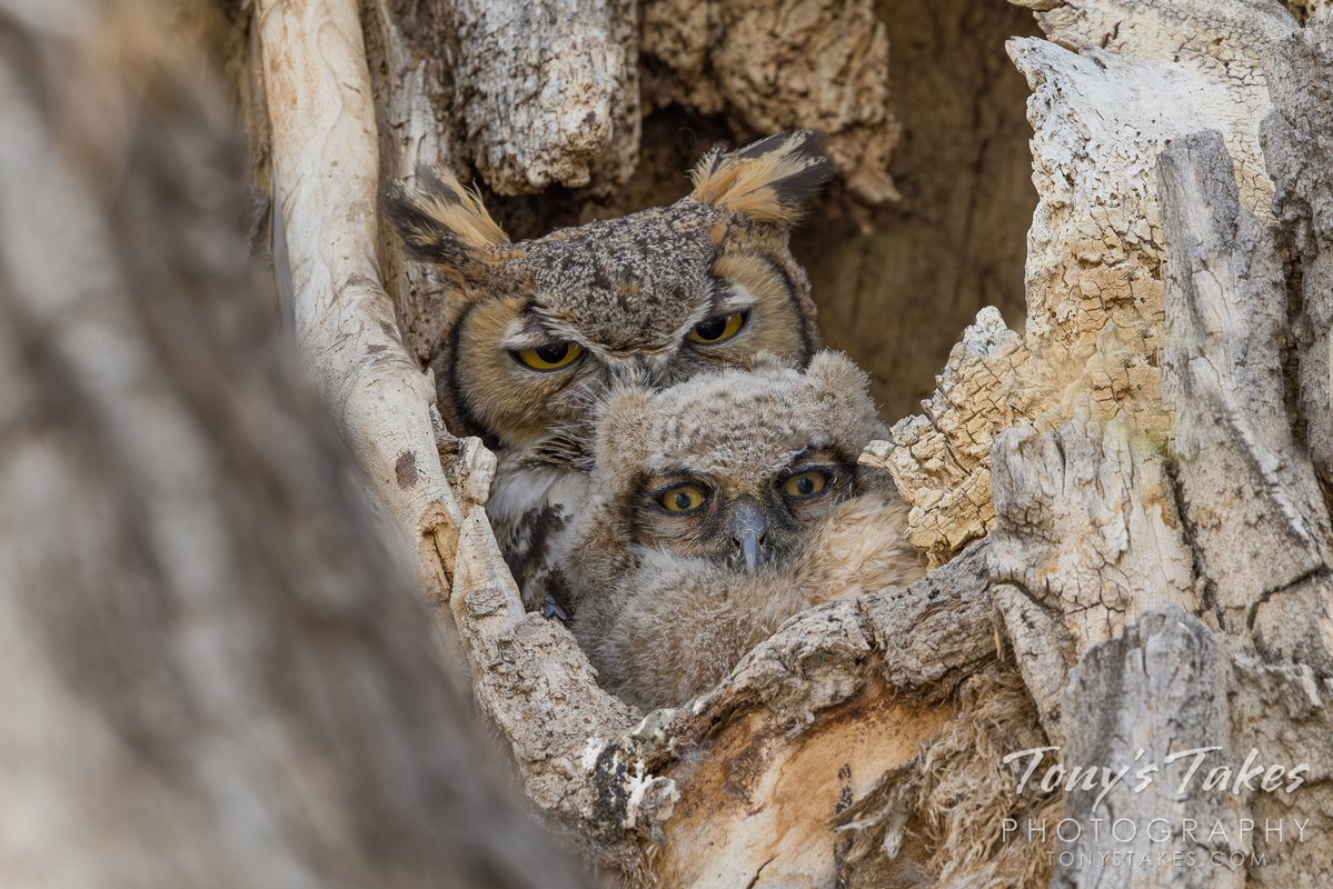 TonysTakes's tweet image. Great horned owl owlet hanging out with mama. Quite the little cutie, eh? The owlet is in fact one of three documented in the nest although I have only seen two of them.

#owl #owlet #birding #wildlife #wildlifephotography #Colorado