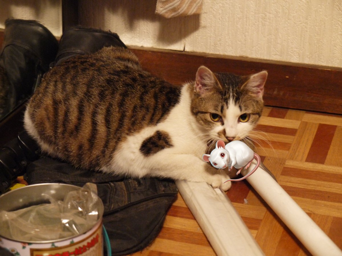 Mt_Coffe's tweet photo. こかげの備忘録
仔猫の時からねずみのおもちゃが好きでよくじゃれて遊んでいましたが…
本当にねずみを狩るようになるとは思わなかったな(-_-;)
※咥えているリアルねずみはイラストに変えてあります
※ねずみが弱るまでもて遊ぶため毎回部屋が酷いことになります(;_;) https://t.co/STGVFrBpyW