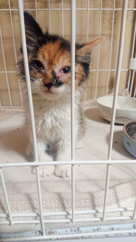 スセリ 菜乃乃 tweet media