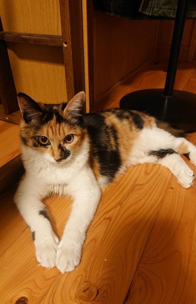 スセリ 菜乃乃 tweet media