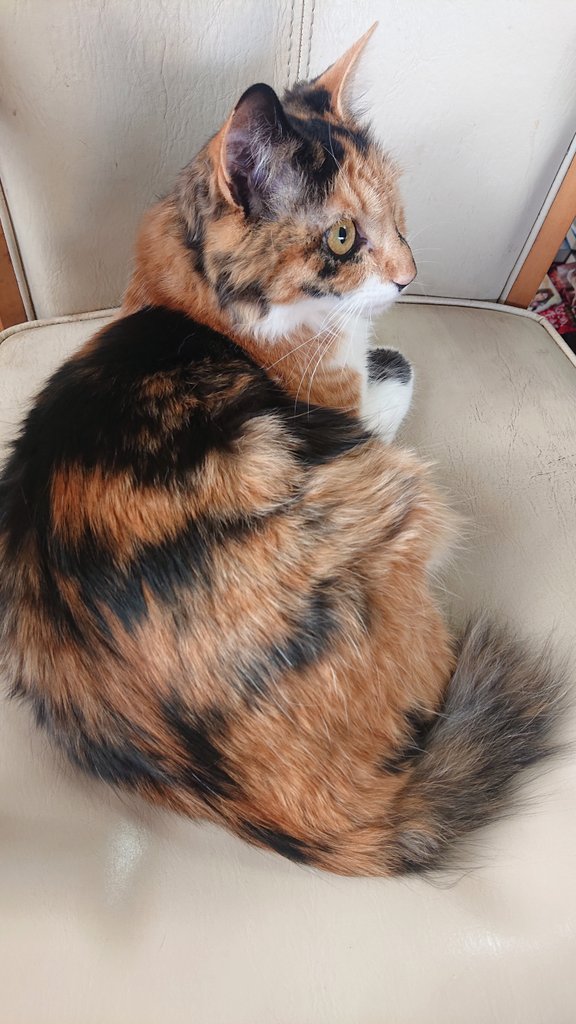 スセリ 菜乃乃 tweet media