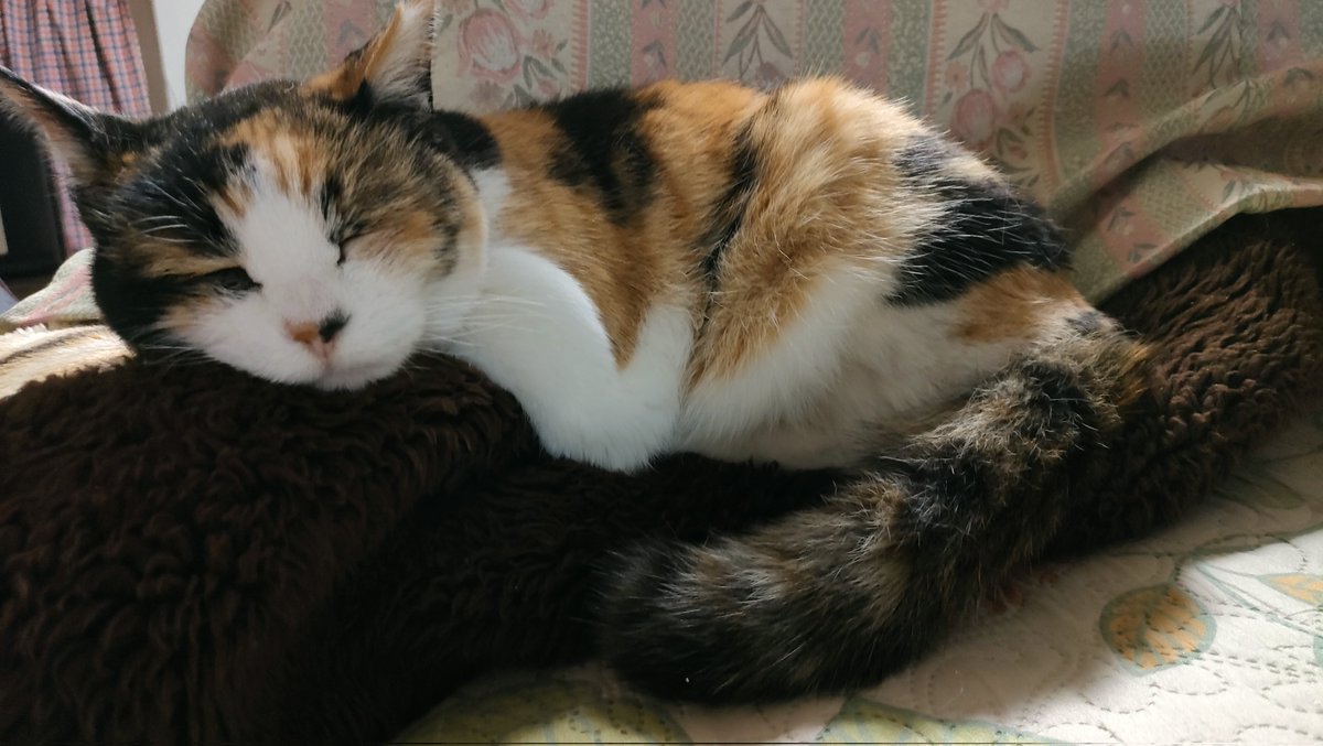 viper zero tweet media