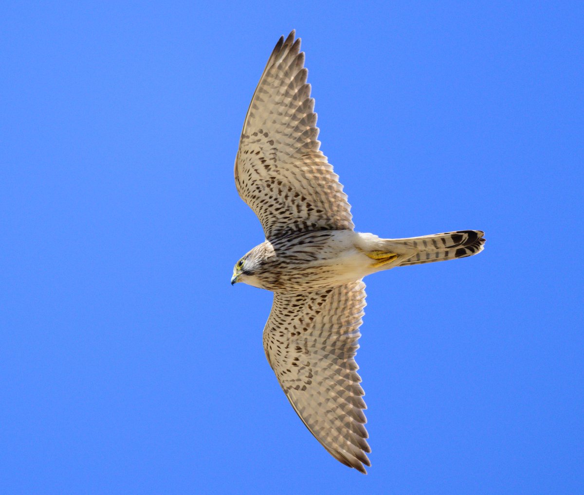 dparody's tweet photo. Resident Kestrels #bording https://t.co/gZFfv6mP1f