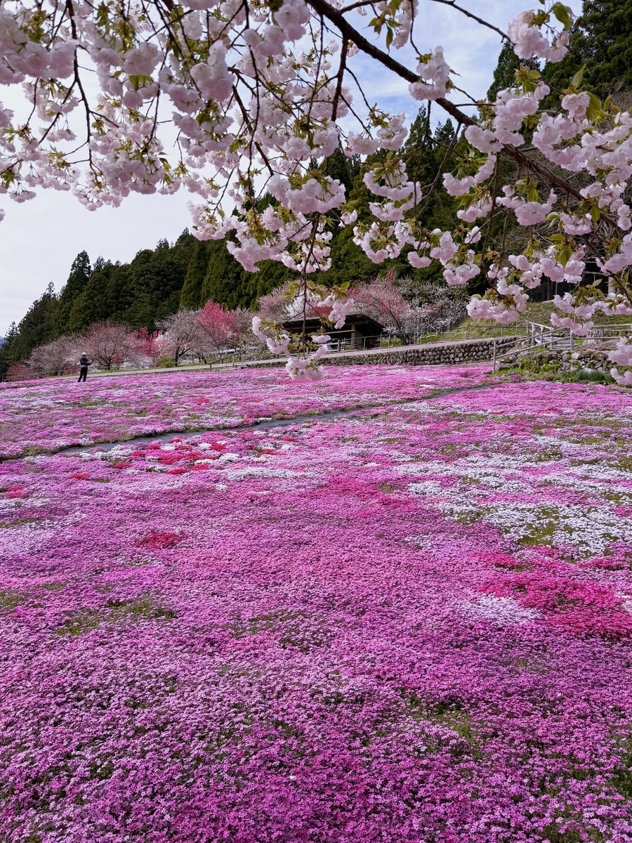 cнιℓιριℓιcσ♥チリピリ子 tweet media