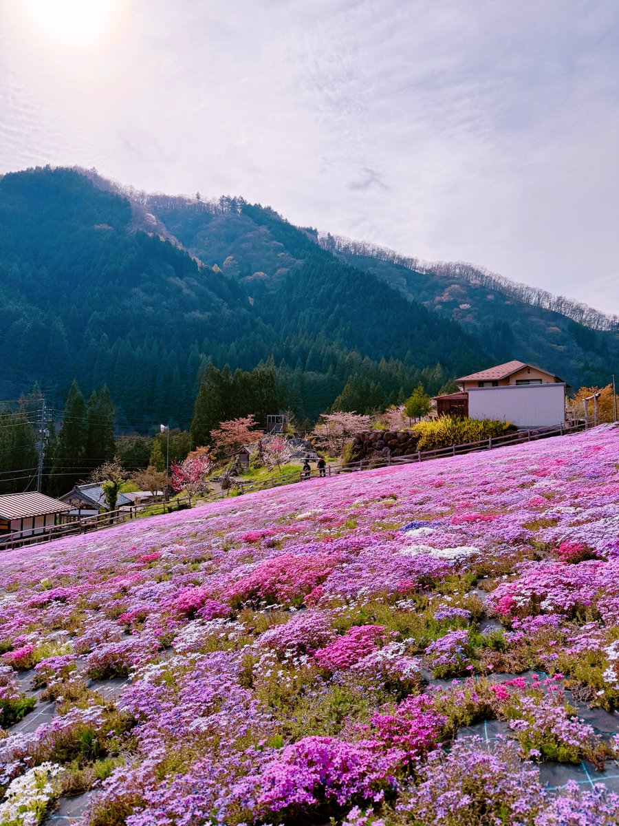 cнιℓιριℓιcσ♥チリピリ子 tweet media