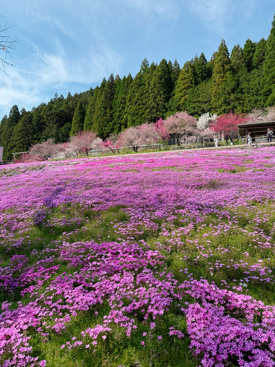 cнιℓιριℓιcσ♥チリピリ子 tweet media