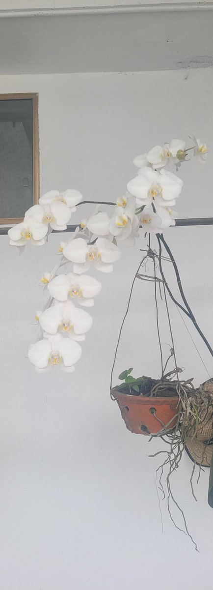 Thom Nguyen | Pineapple tweet media