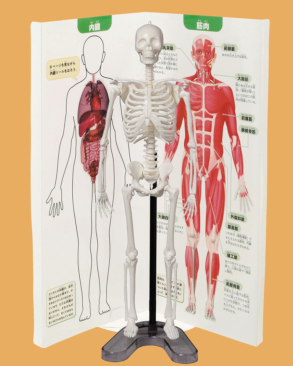 付録ネット 〈発売日カレンダー〉 tweet media