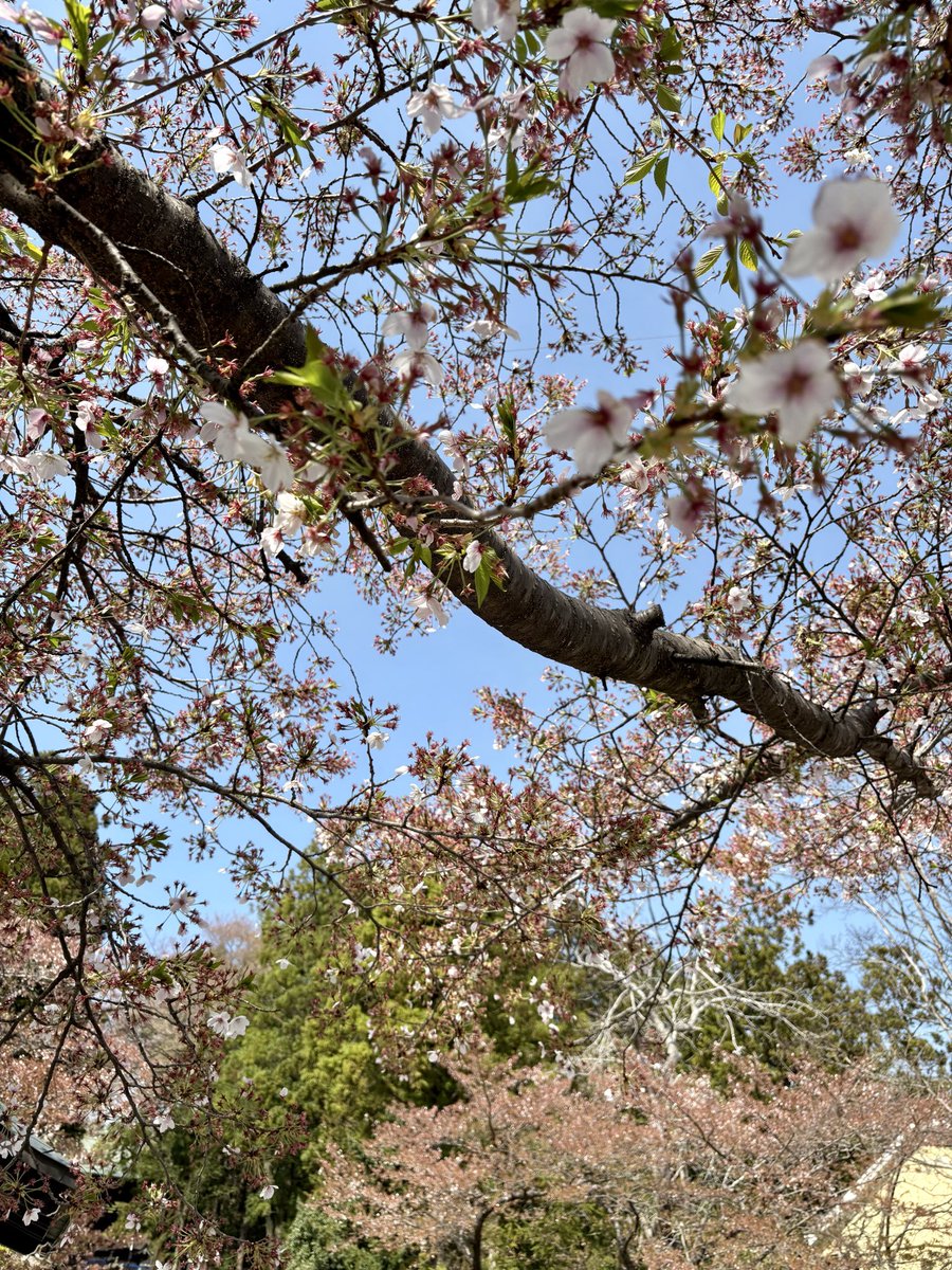 もう葉桜🌸