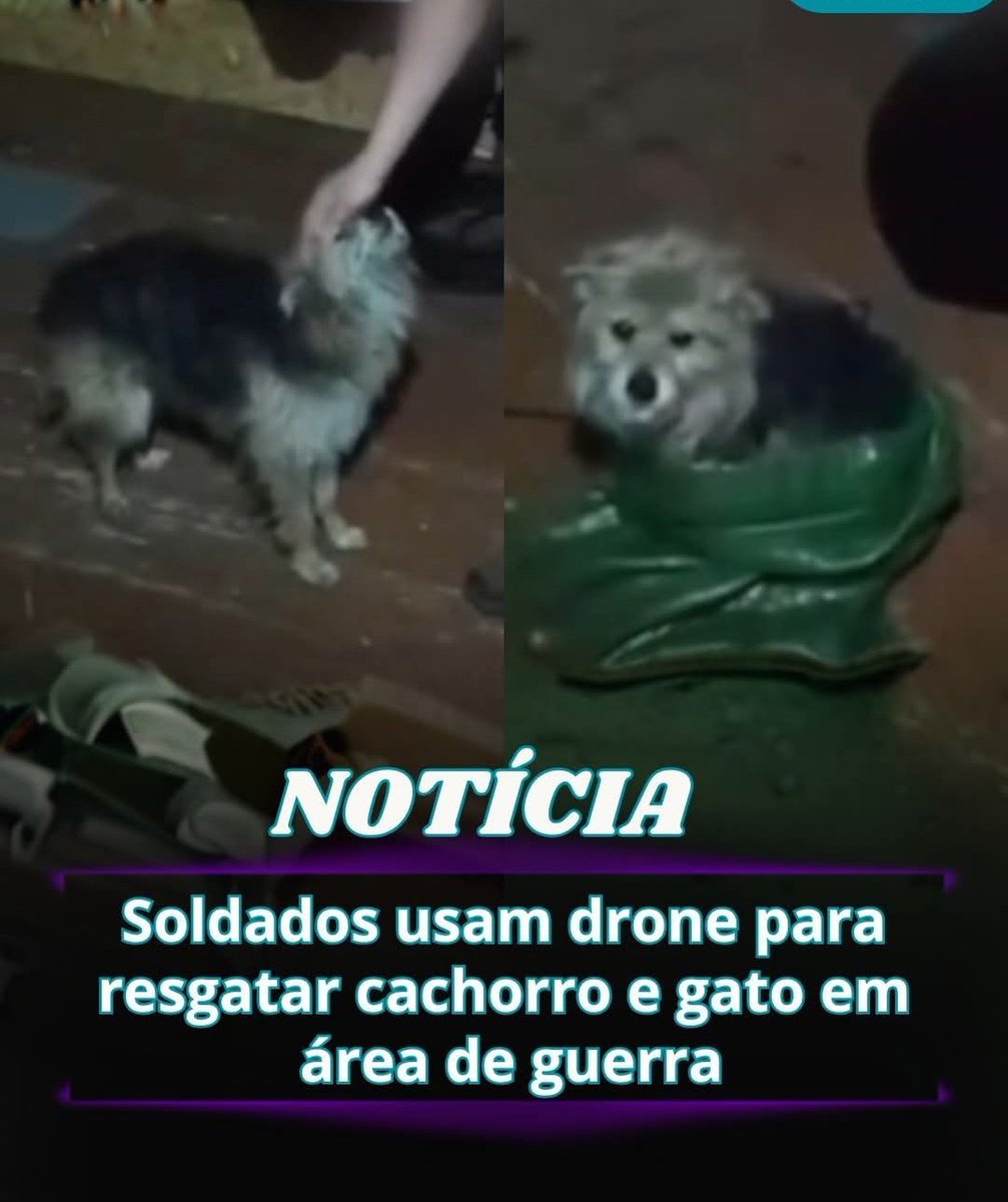 itimaliasof's tweet image. Em meio a um cenário de guerra, dois animais não foram deixados para trás.

Soldados ucranianos conseguiram resgatar um gato e um cachorro que estavam em uma área de risco na linha de frente. Para isso, usaram um drone que já era utilizado para levar suprimentos até outros