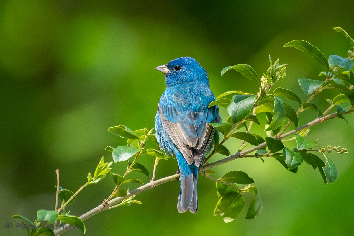 Marandamink's tweet image. Indigo Buntings have arrived in Alabama for the season. These beauties will grace us during the Spring and Summer months. #migration #birds #NatureEscape