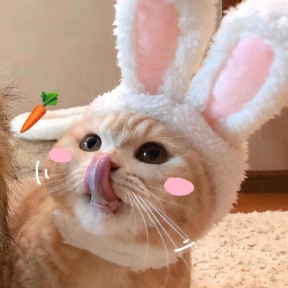 もふもふ天国🙀🐶🎊 tweet media