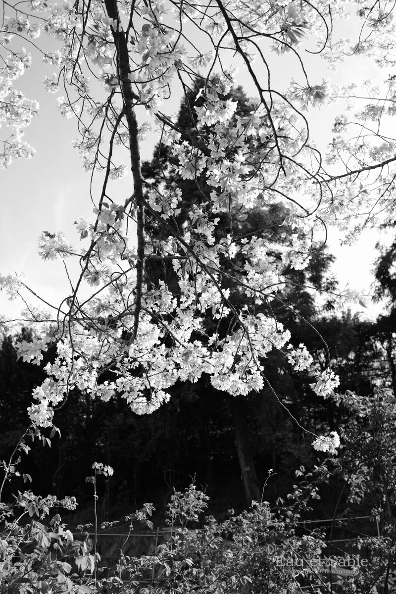 eau_et_sable's tweet photo. #monochrome
#先週末のオオシマザクラ・1008091 https://t.co/ZYibVWdNZR