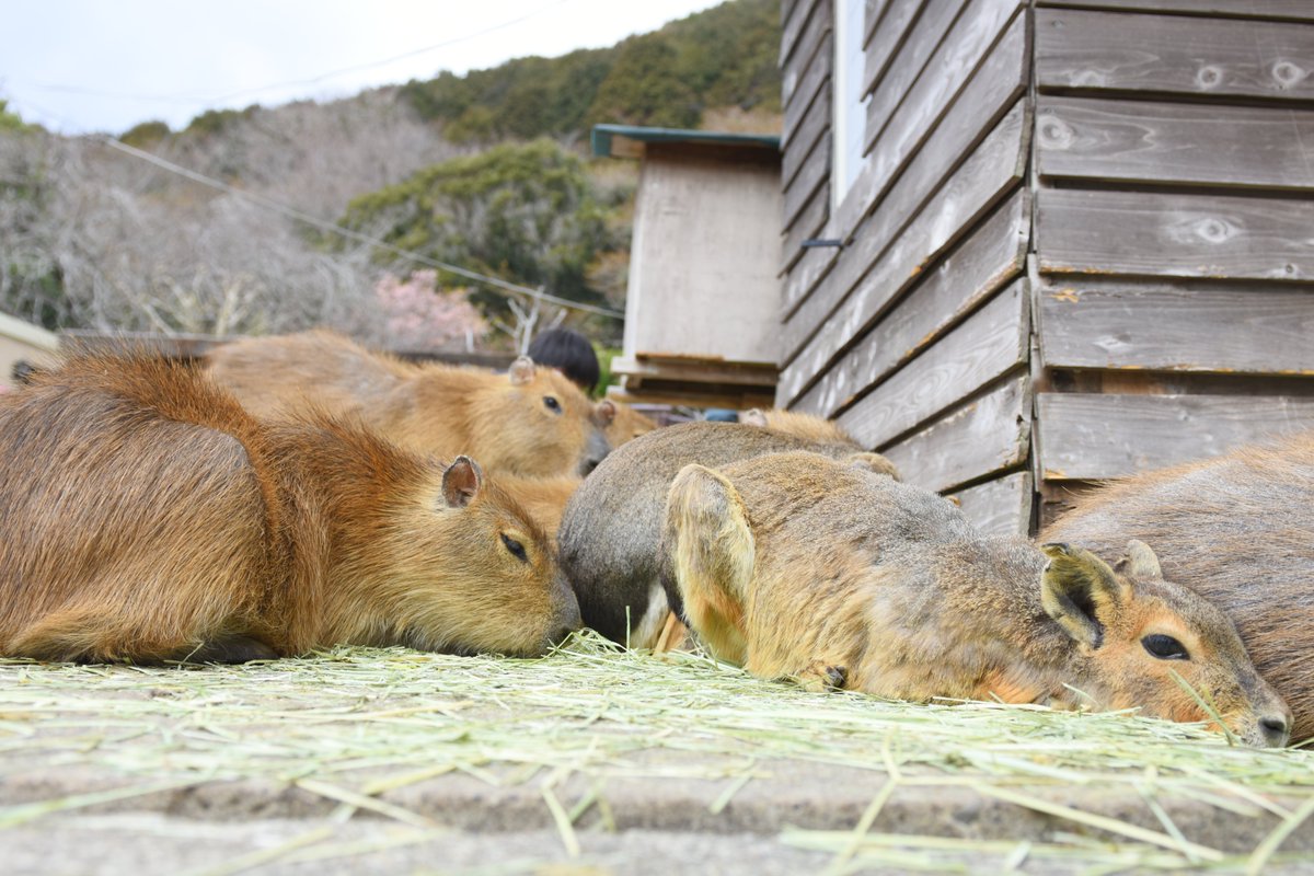 赤ちゃんのカピバラ画像をアップした時と、そうでない時とではいいね・リツイートの数が全然違いますね。
やはり赤カピが需要あるのか…
#カピバラ
#伊豆アニマルキングダム