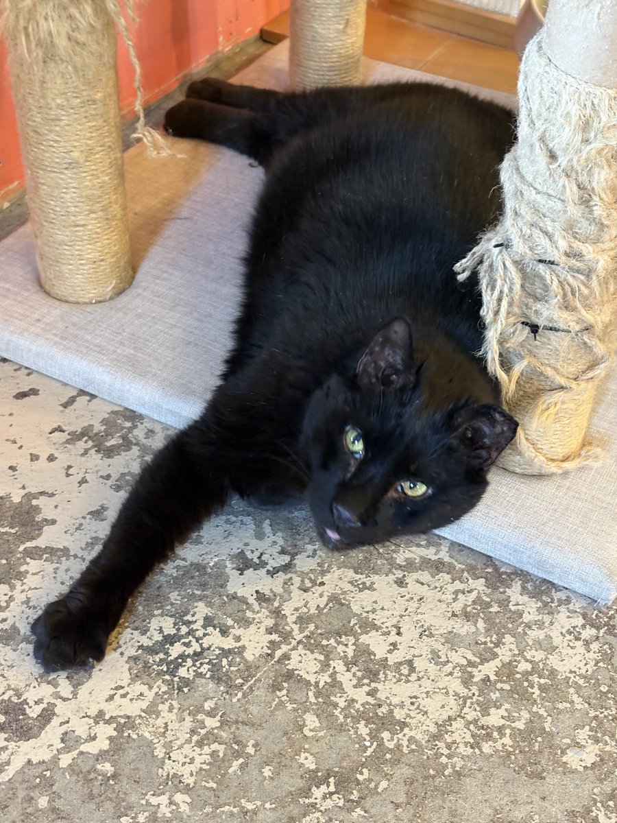 RappCatsAdopt's tweet image. Horton says happy #tongueouttuesday 
This mini panther is so sweet and lovable, how has he not been adopted yet?
#AdoptMe #Panther #Virginia #BlackCat