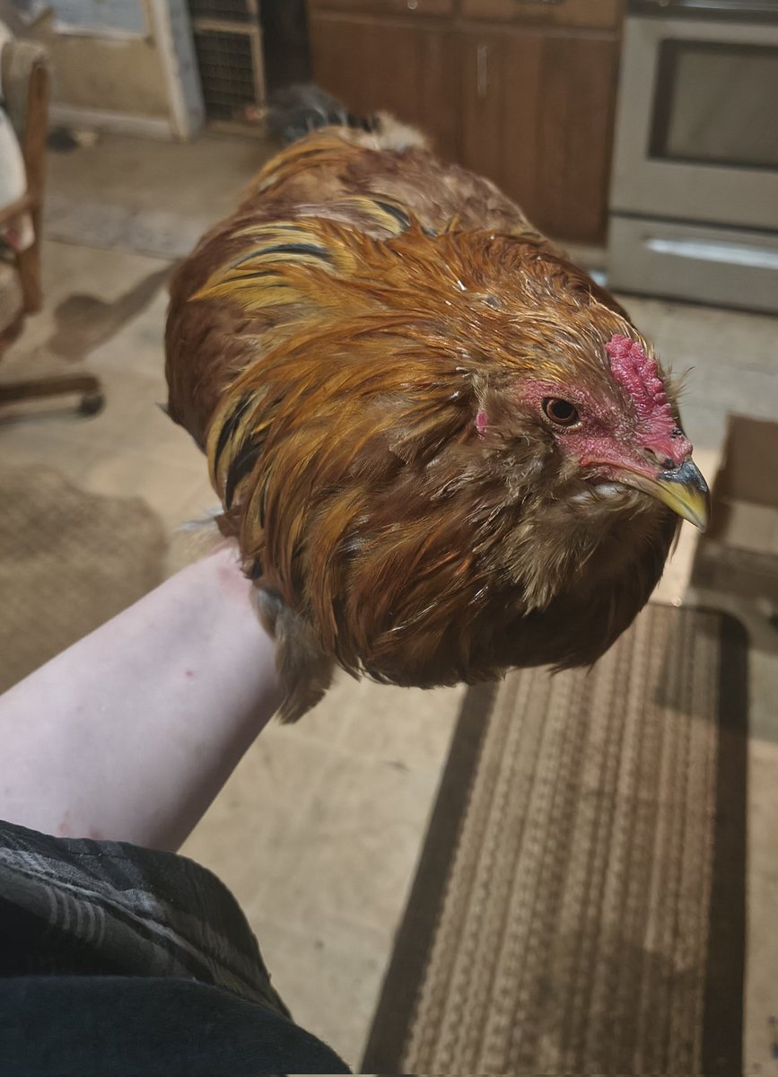 T-Boy Gimlet tweet media