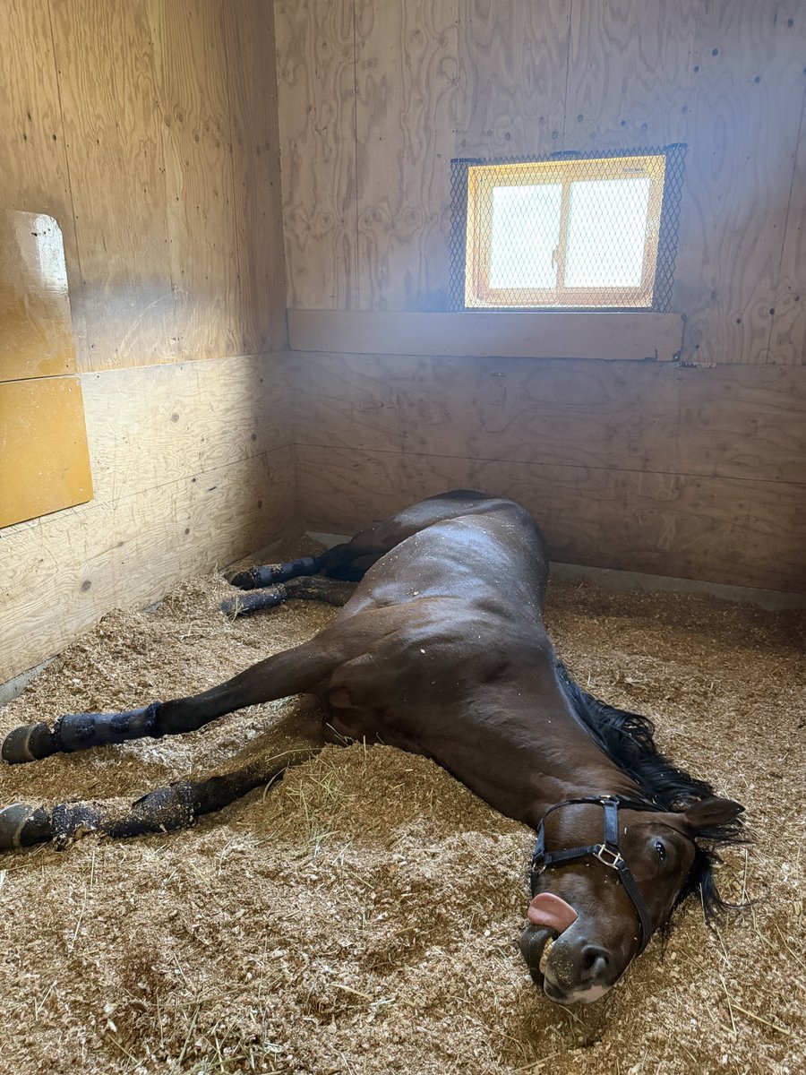 上手健太郎(Kentaro Kamide) 𝗗.𝗩.𝗠 🐎 tweet media