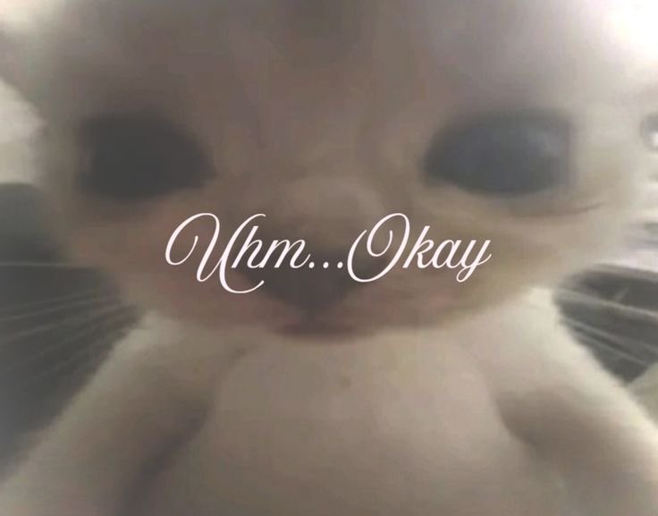 쨥쨥떠누~ | ENH7PEN tweet media