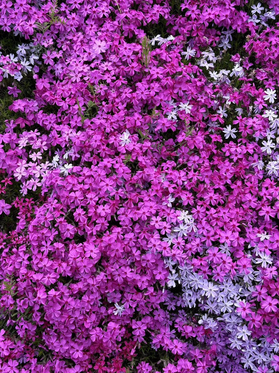 犯人はヤス tweet media