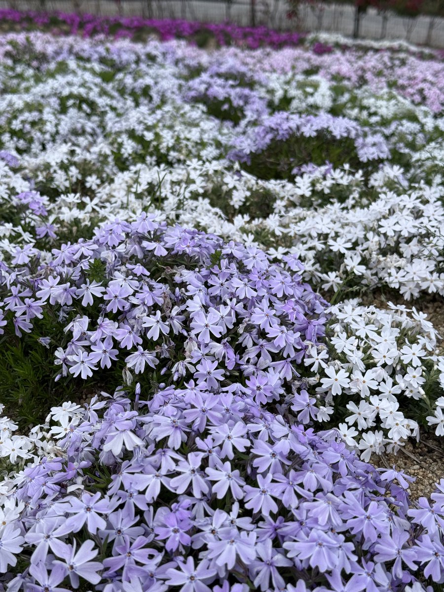 犯人はヤス tweet media