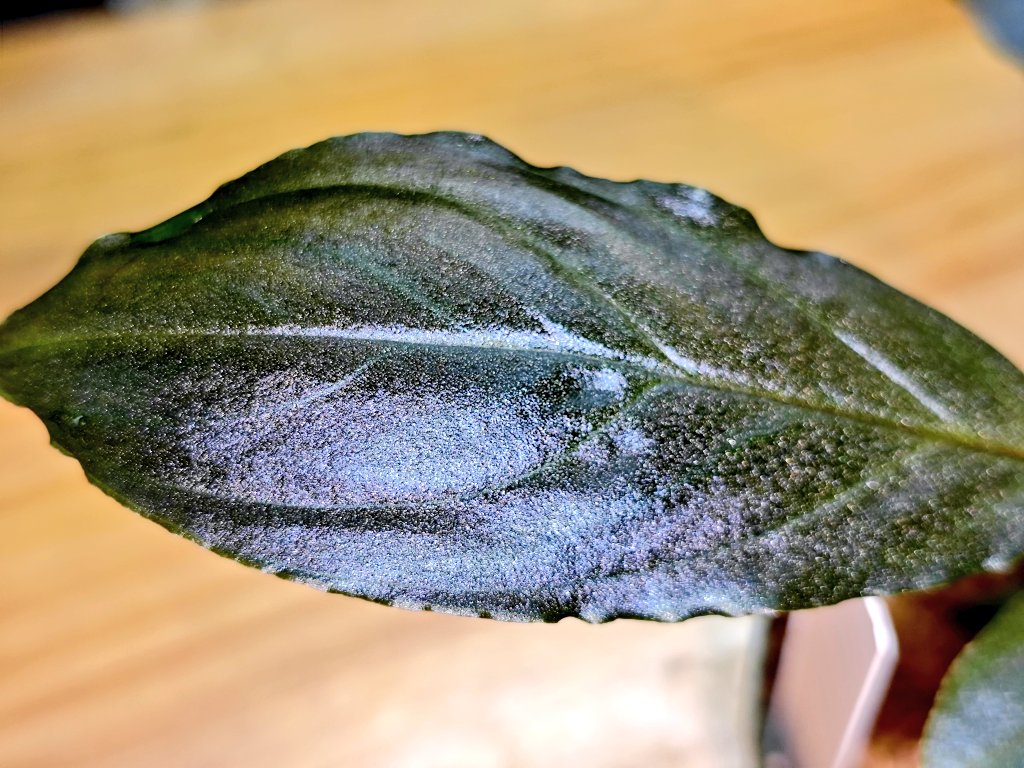 はねっこ tweet media