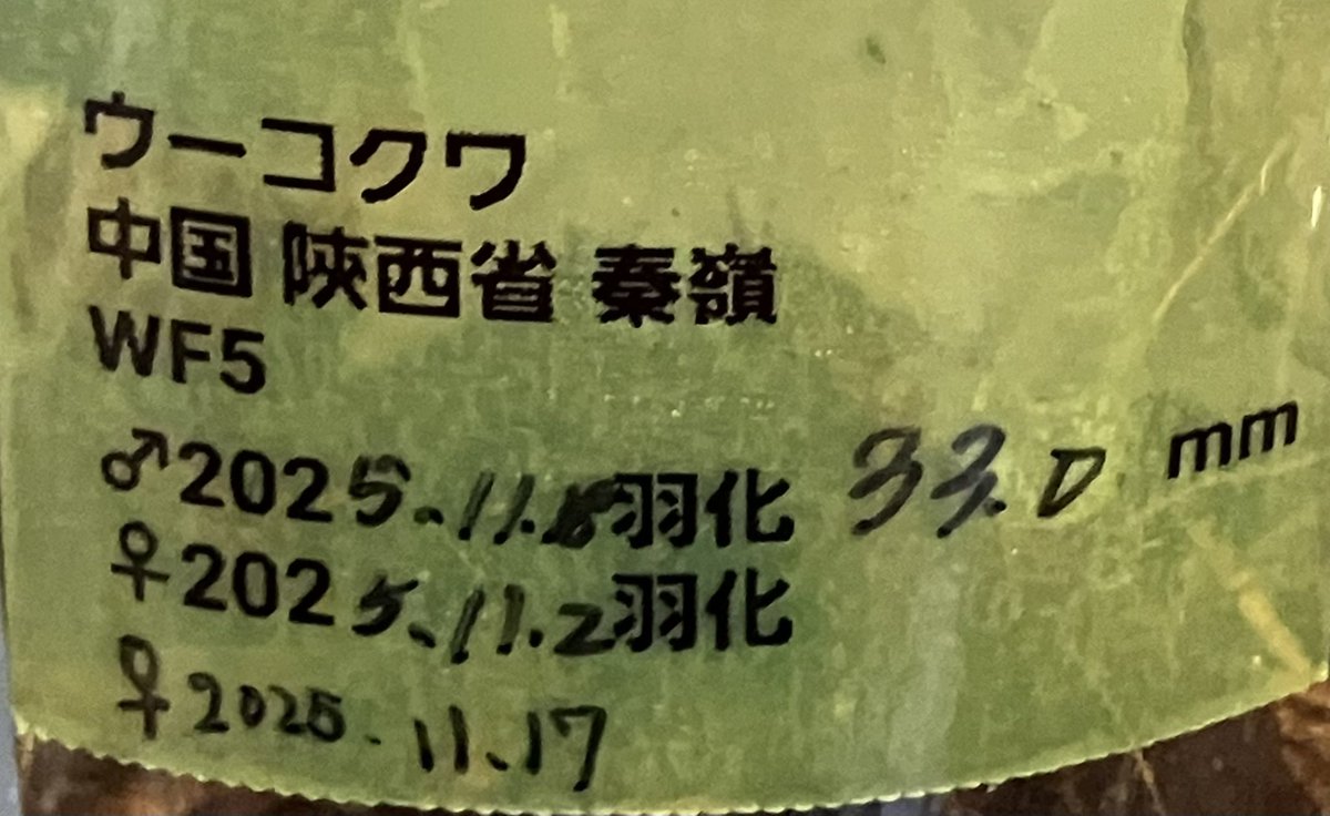 klein201801's tweet image. 4月12日
#SB 購入品２

あかぎさん @aeguscoral_akg からウーコクワガタの雄を１頭、雌を２頭で購入。販売者さん曰く、謙遜してコクワガタの繁殖は苦手で唯一、成功した種類だと言う。そんな販売者さんから助言をしてもらい、繁殖に取り組もうと思う。

Dorcus wui
中華人民共和国￼陕西省泰嶺
WF5