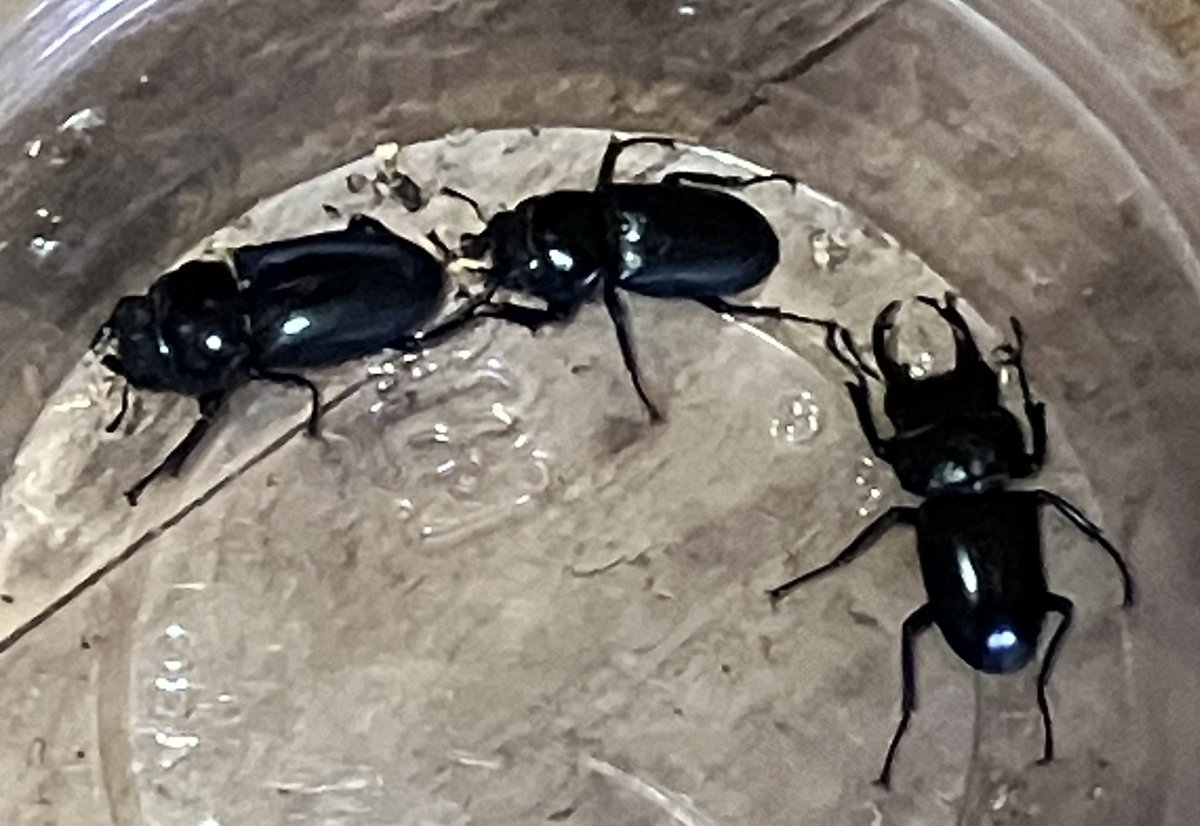 klein201801's tweet image. 4月12日
#SB 購入品２

あかぎさん @aeguscoral_akg からウーコクワガタの雄を１頭、雌を２頭で購入。販売者さん曰く、謙遜してコクワガタの繁殖は苦手で唯一、成功した種類だと言う。そんな販売者さんから助言をしてもらい、繁殖に取り組もうと思う。

Dorcus wui
中華人民共和国￼陕西省泰嶺
WF5