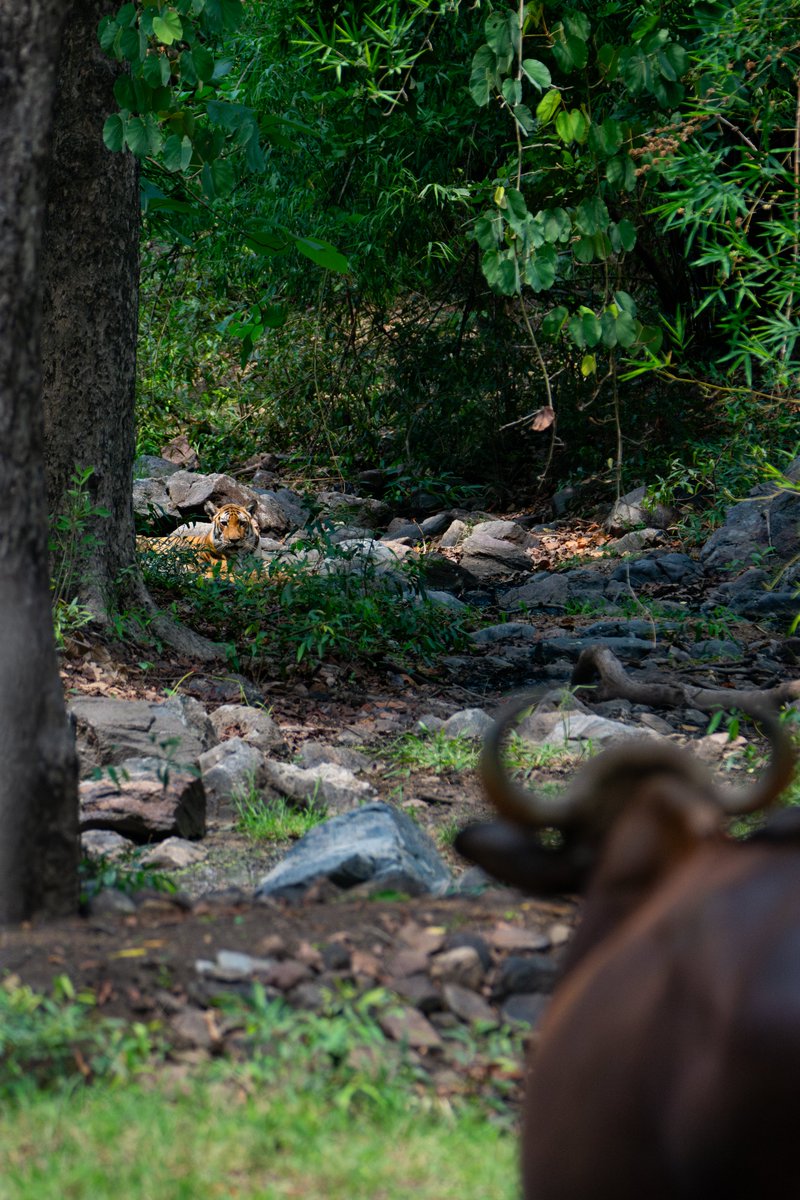 mptfs's tweet image. In the wild, every species has a role. The tiger, as a top predator, contributes to maintaining balance within the ecosystem it inhabits. #Ecosystem
PC: Prachi Kashalkar