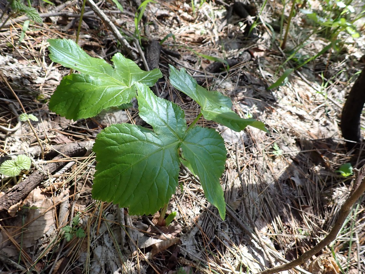 スーさん tweet media