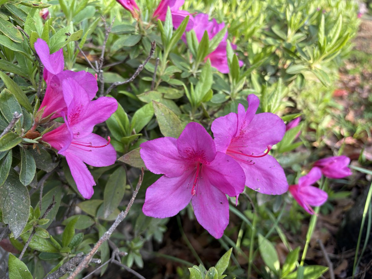 sa49gl's tweet photo. 先週末の朝、久しぶりに近所のゴミ拾いへ🗑️散り際も美しい桜と、もう咲き出したツツジ🥰おじちゃんおばちゃんが集ってラジオ体操してるところにもちゃっかり合流して、ラジオ体操第二まで満喫💪🏻

#ゴミ拾い #桜 #ツツジ #家庭連合 #信徒の日常 https://t.co/AGk9edkPVX