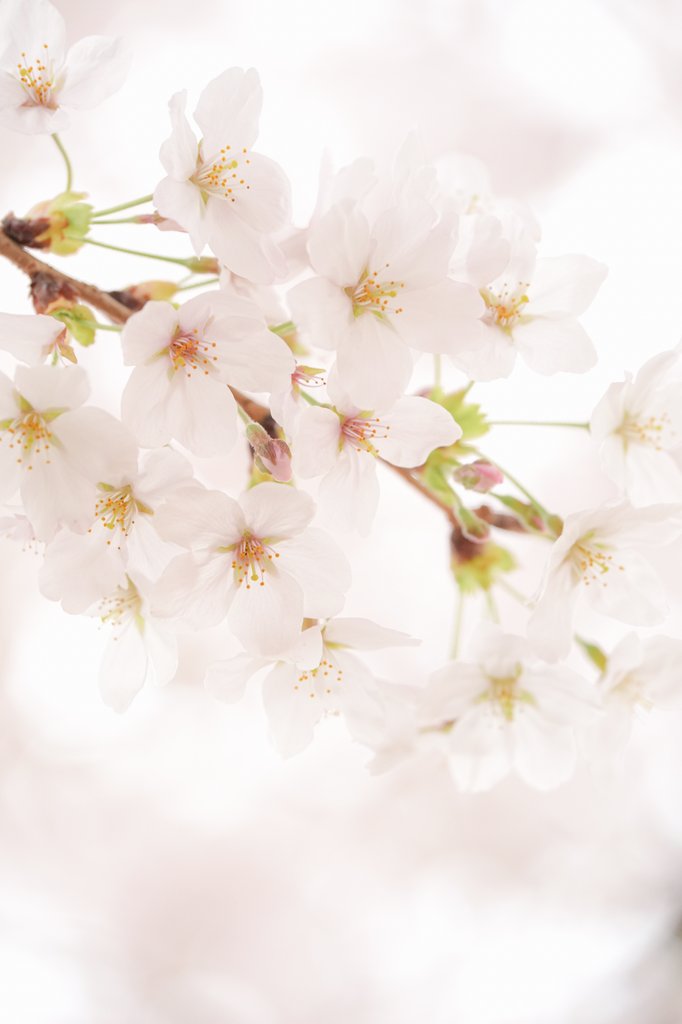 cos_mochi's tweet photo. 今年もきれいだった！ また来年〜🌸 https://t.co/T2VVcuCEDV