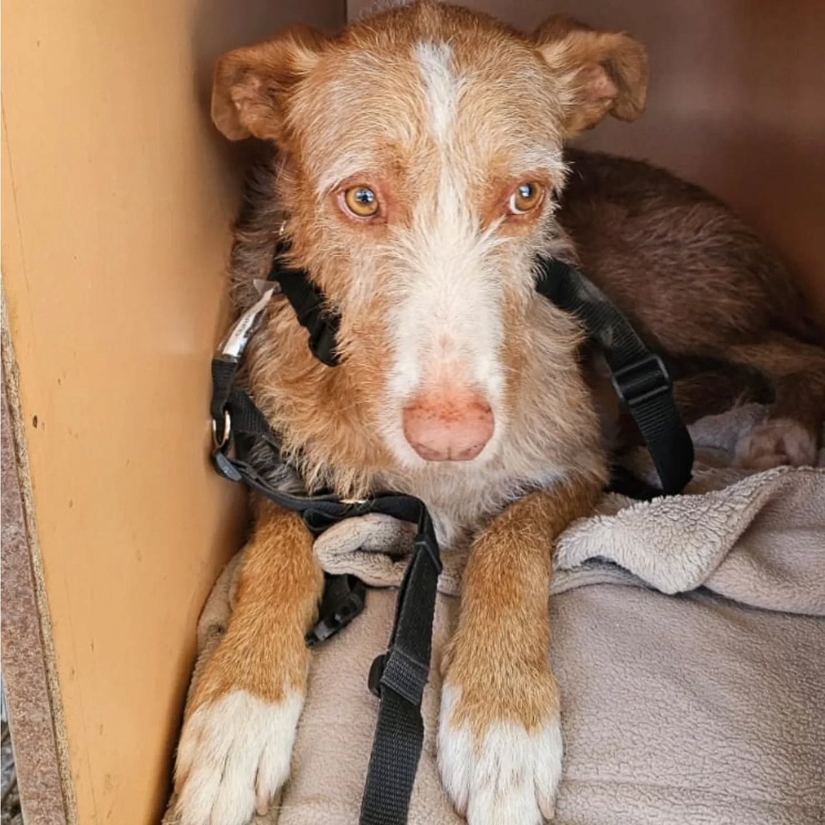 Solo #MADRID
#CURRITO tiene 8 años 🙂 y ha pasado por mucho, pero sigue siendo un perrete estupendo.

Al principio puede mostrarse tímido, pero cuando coge confianza, se derrite por los mimos. Es dulce, tranquilo, pasea de maravilla y se lleva bien con otros perros 🐶

Está