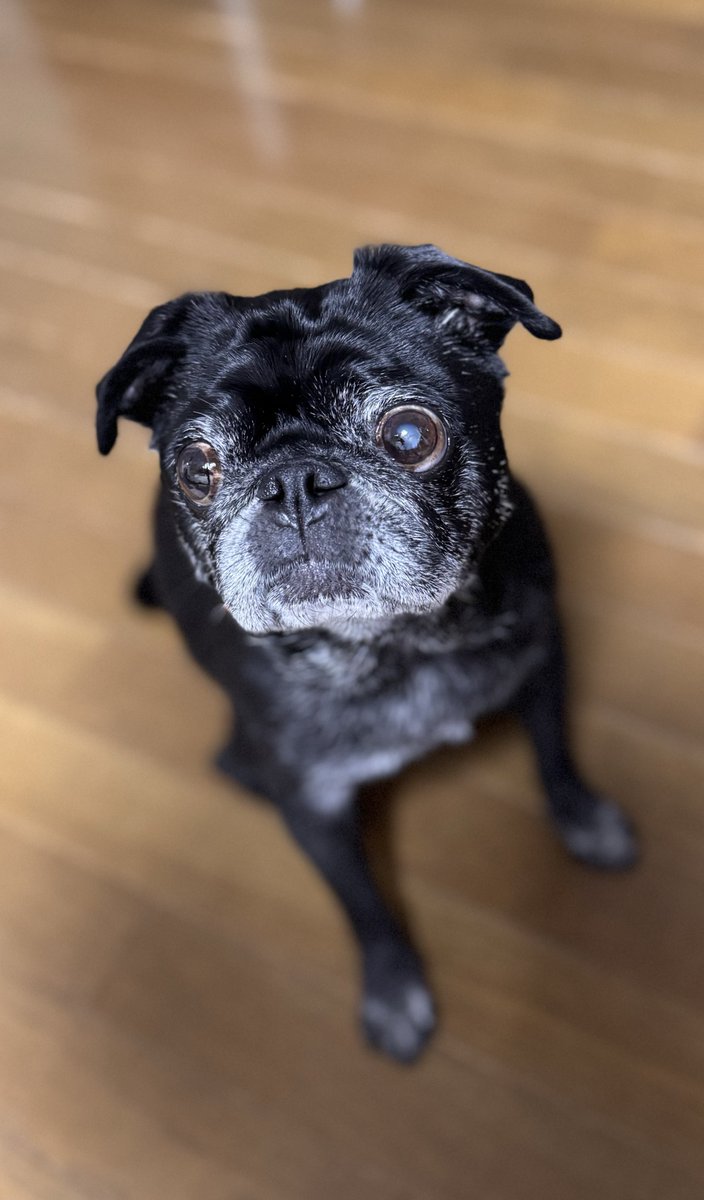 3131_mimi23's tweet image. お家黒パグ

#PUG #pug #パグ #黒パグ