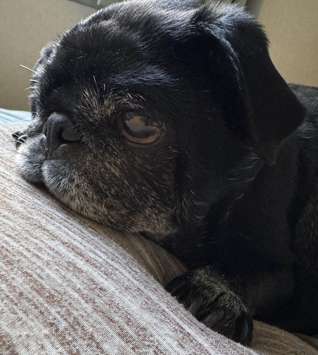 3131_mimi23's tweet image. お家黒パグ

#PUG #pug #パグ #黒パグ