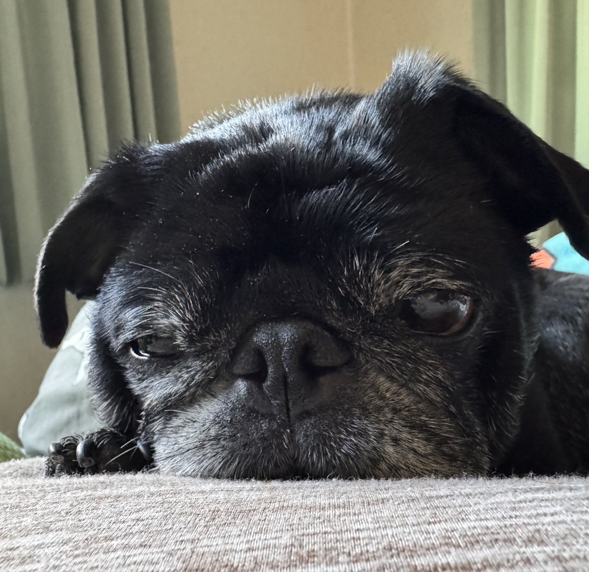 3131_mimi23's tweet image. お家黒パグ

#PUG #pug #パグ #黒パグ