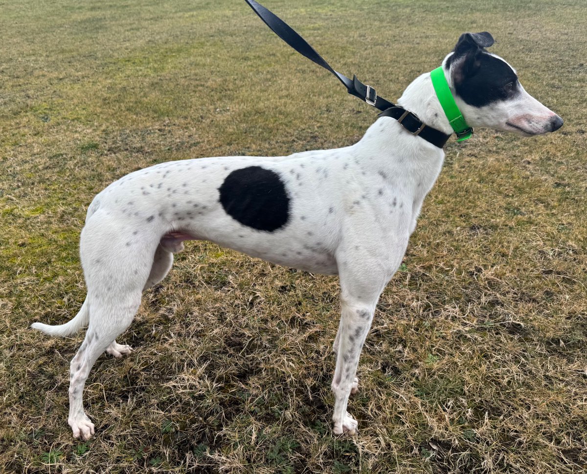 Jubilee Kennels tweet media