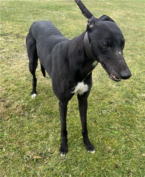 Jubilee Kennels tweet media