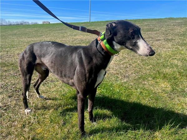 Jubilee Kennels tweet media