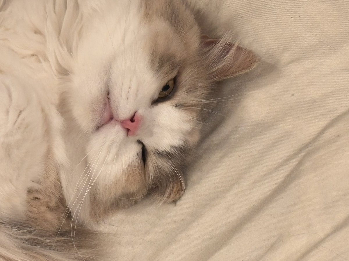 おまえも雪だるまにしてやろうか tweet media