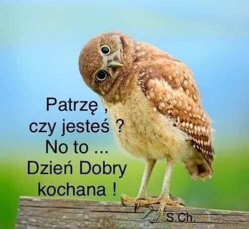 Junoslav 369 tweet media